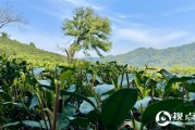 子洲县董家圪堵村：乡土历史文化与教育纪略