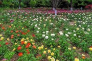 渭南市朝阳公园的月季争相绽放 五彩缤纷